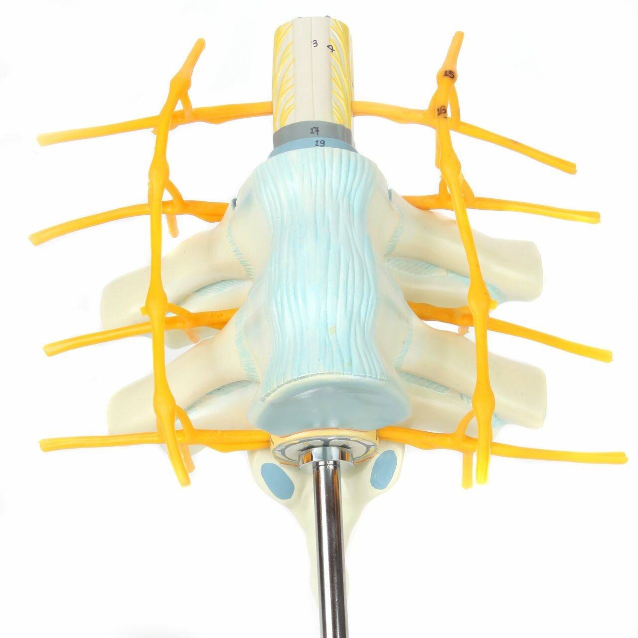 Axis Scientific Thoracic Vertebrae with Enlarged Spinal Cord