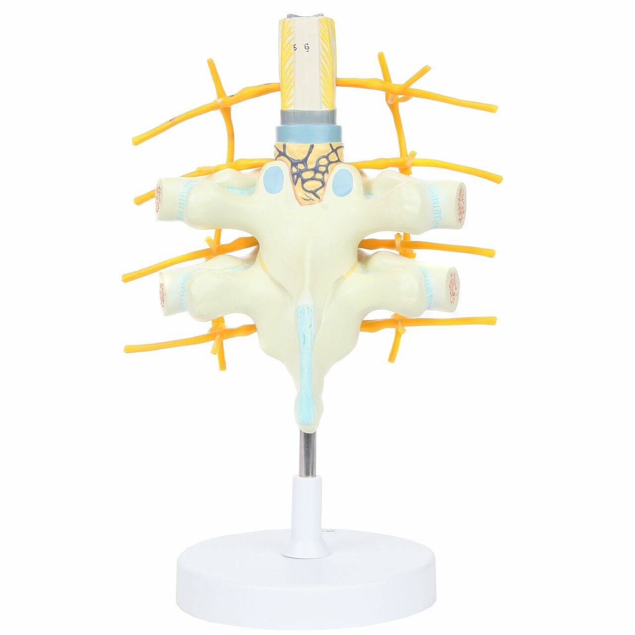 Axis Scientific Thoracic Vertebrae with Enlarged Spinal Cord