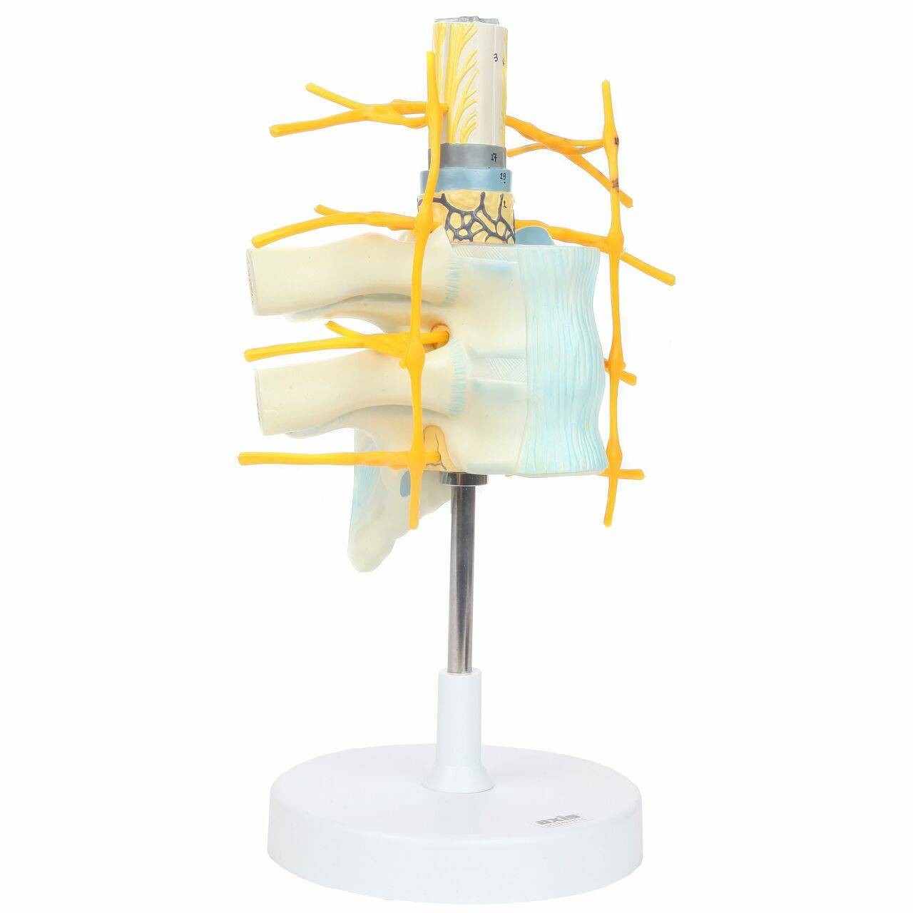 Axis Scientific Thoracic Vertebrae with Enlarged Spinal Cord