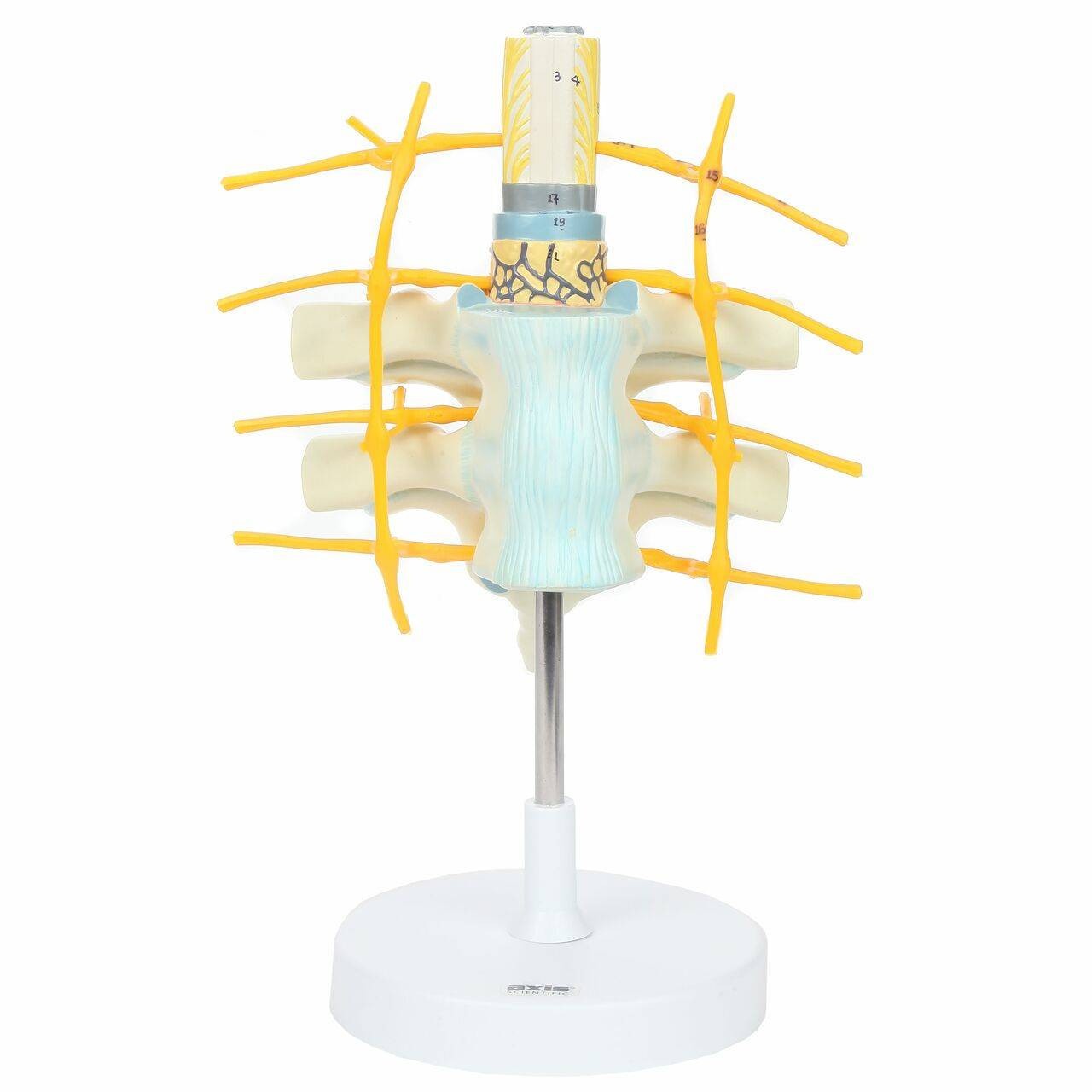 Axis Scientific Thoracic Vertebrae with Enlarged Spinal Cord