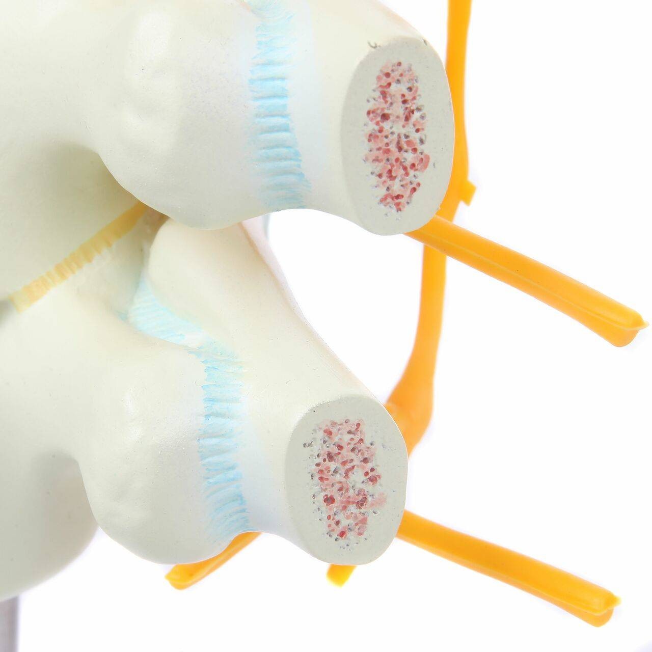 Axis Scientific Thoracic Vertebrae with Enlarged Spinal Cord