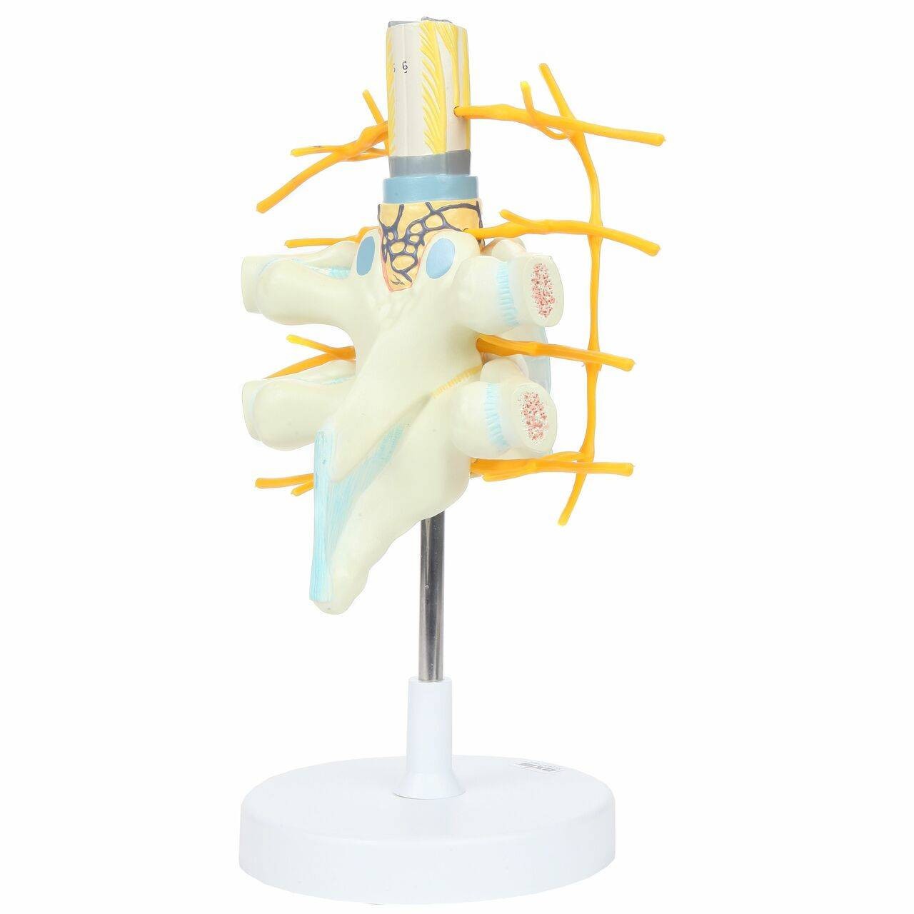 Axis Scientific Thoracic Vertebrae with Enlarged Spinal Cord
