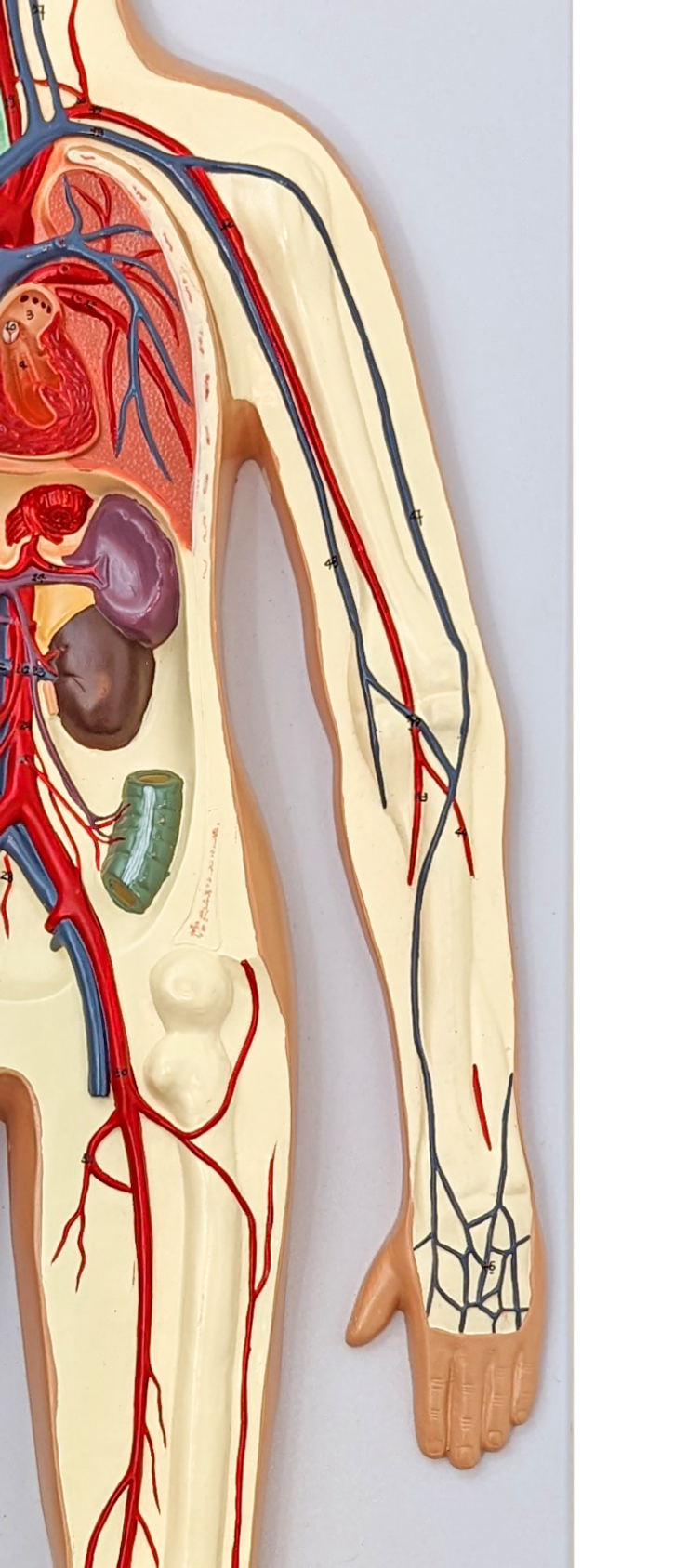 Axis Scientific Human Circulatory System