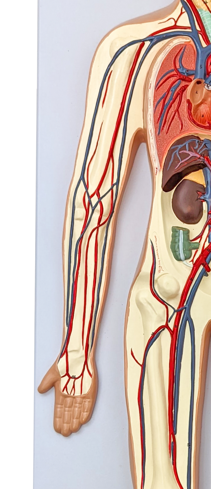Axis Scientific Human Circulatory System
