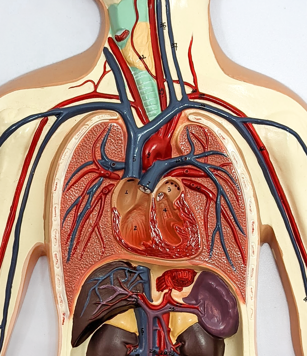 Axis Scientific Human Circulatory System