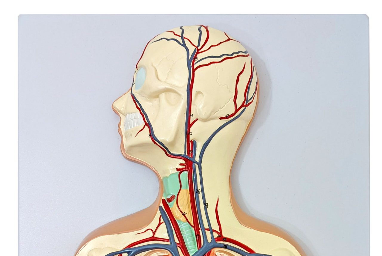 Axis Scientific Human Circulatory System