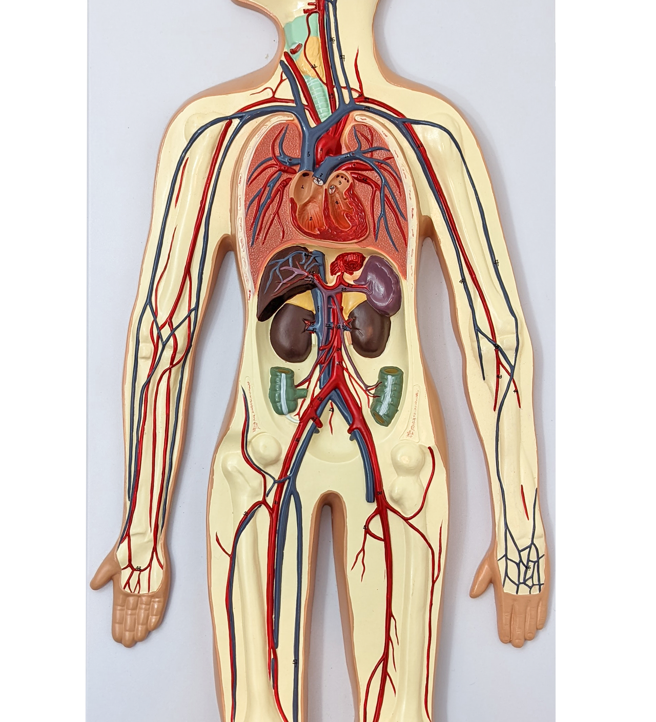 Axis Scientific Human Circulatory System