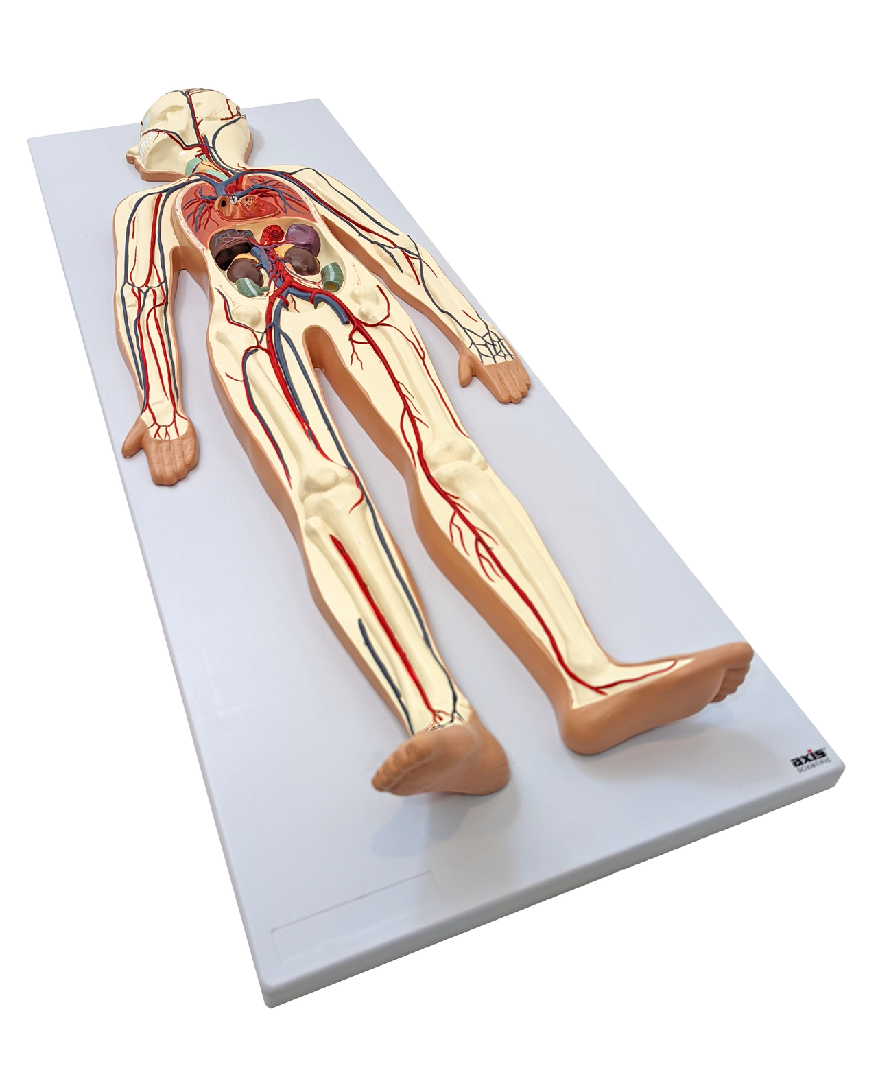 Axis Scientific Human Circulatory System