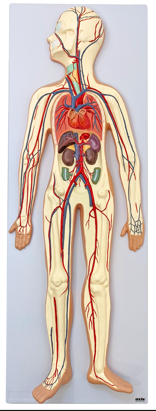 Axis Scientific Human Circulatory System