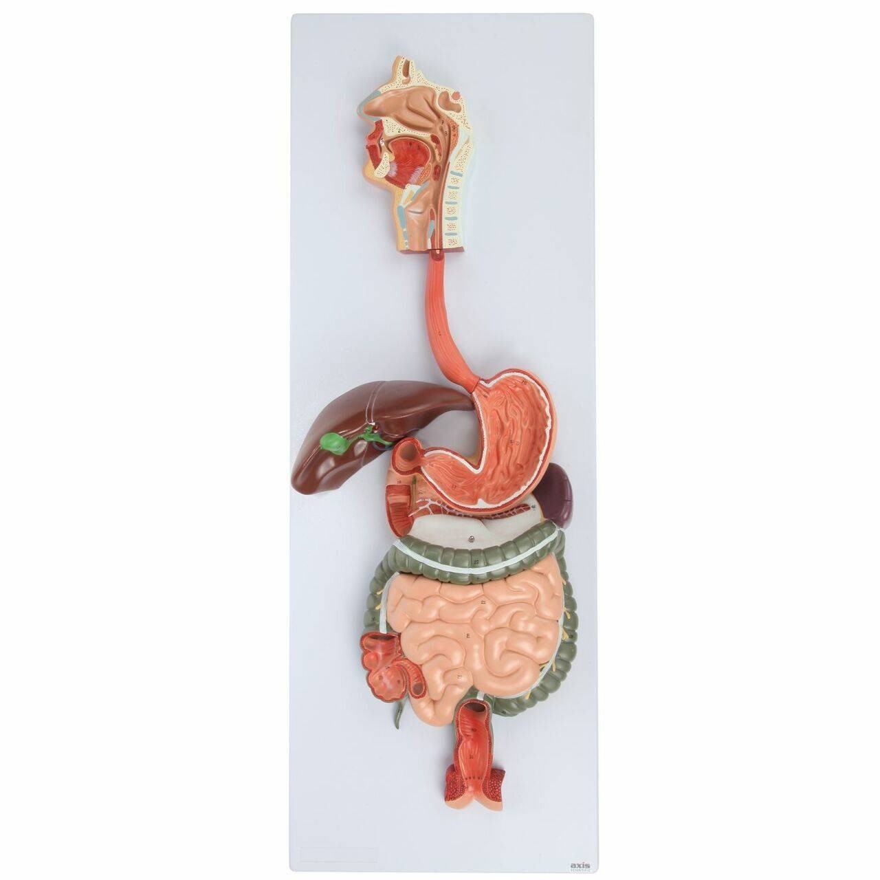 Axis Scientific Human Digestive System