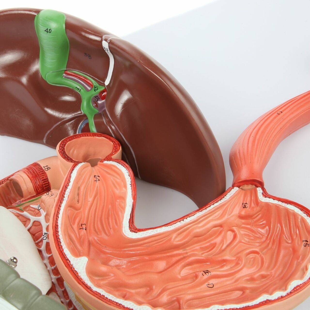 Axis Scientific Human Digestive System