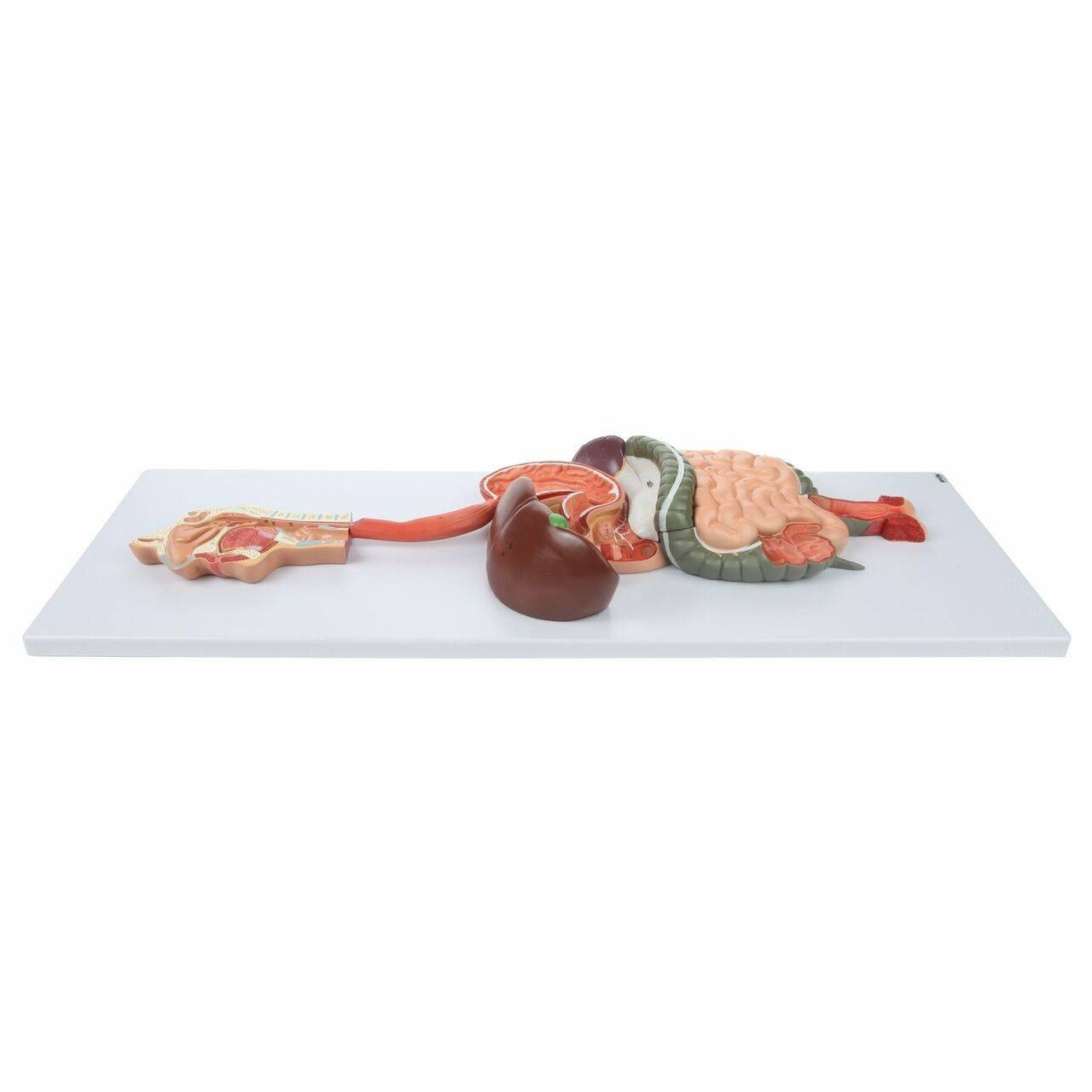 Axis Scientific Human Digestive System