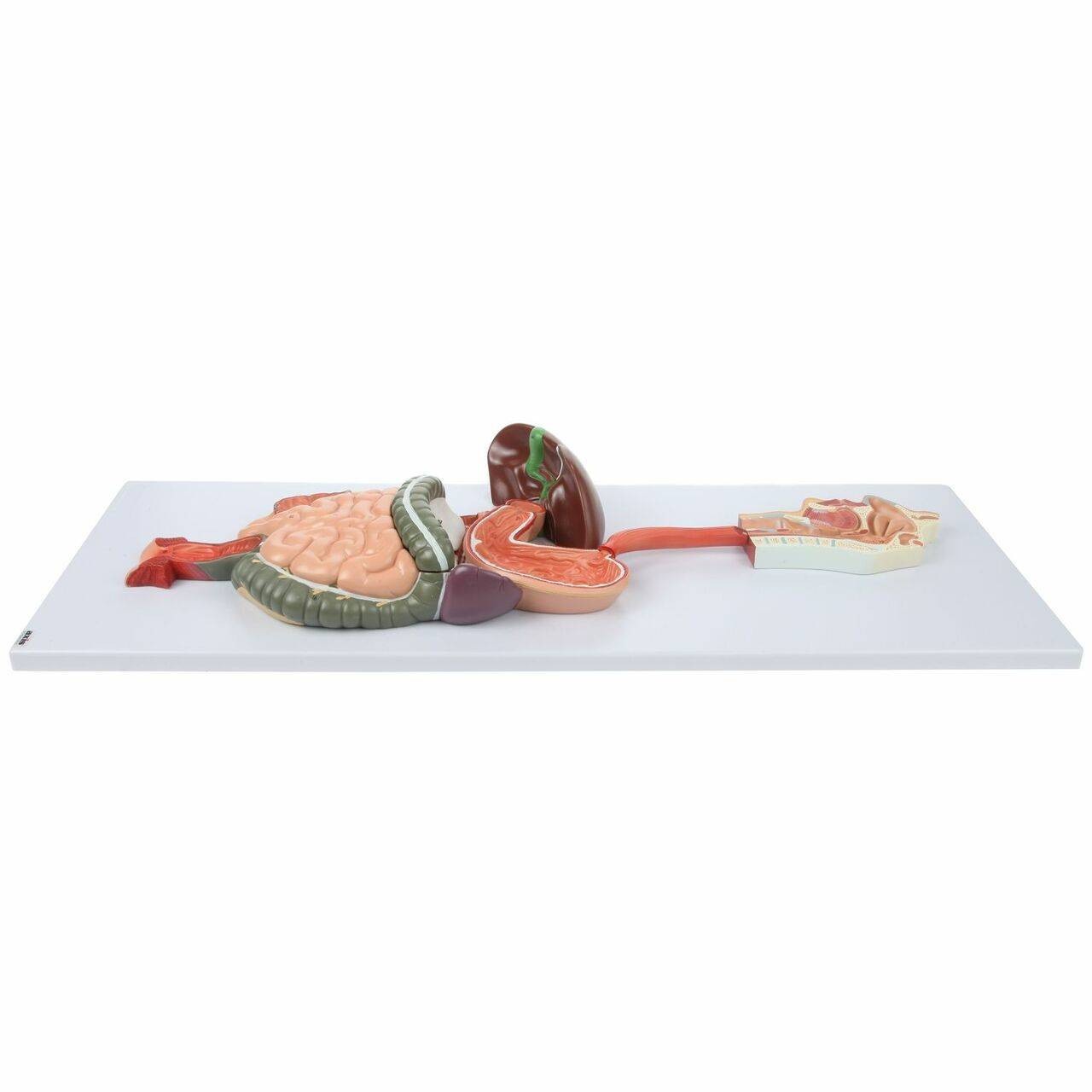 Axis Scientific Human Digestive System