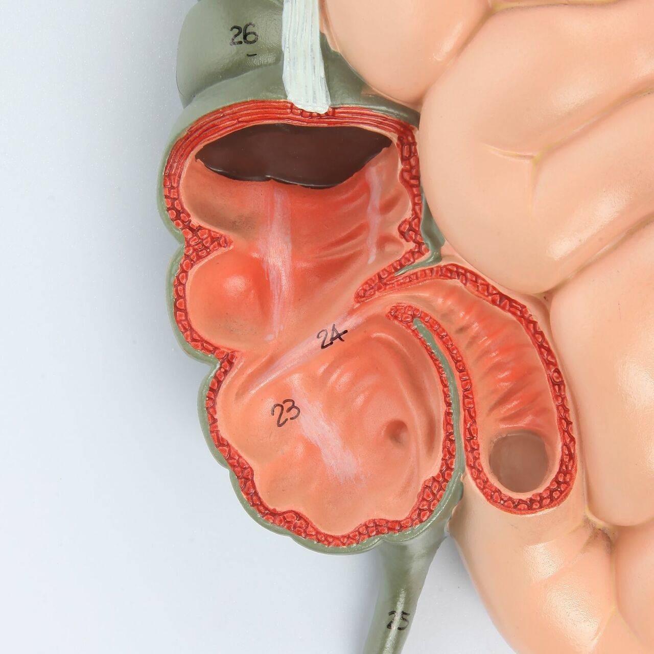 Axis Scientific Human Digestive System