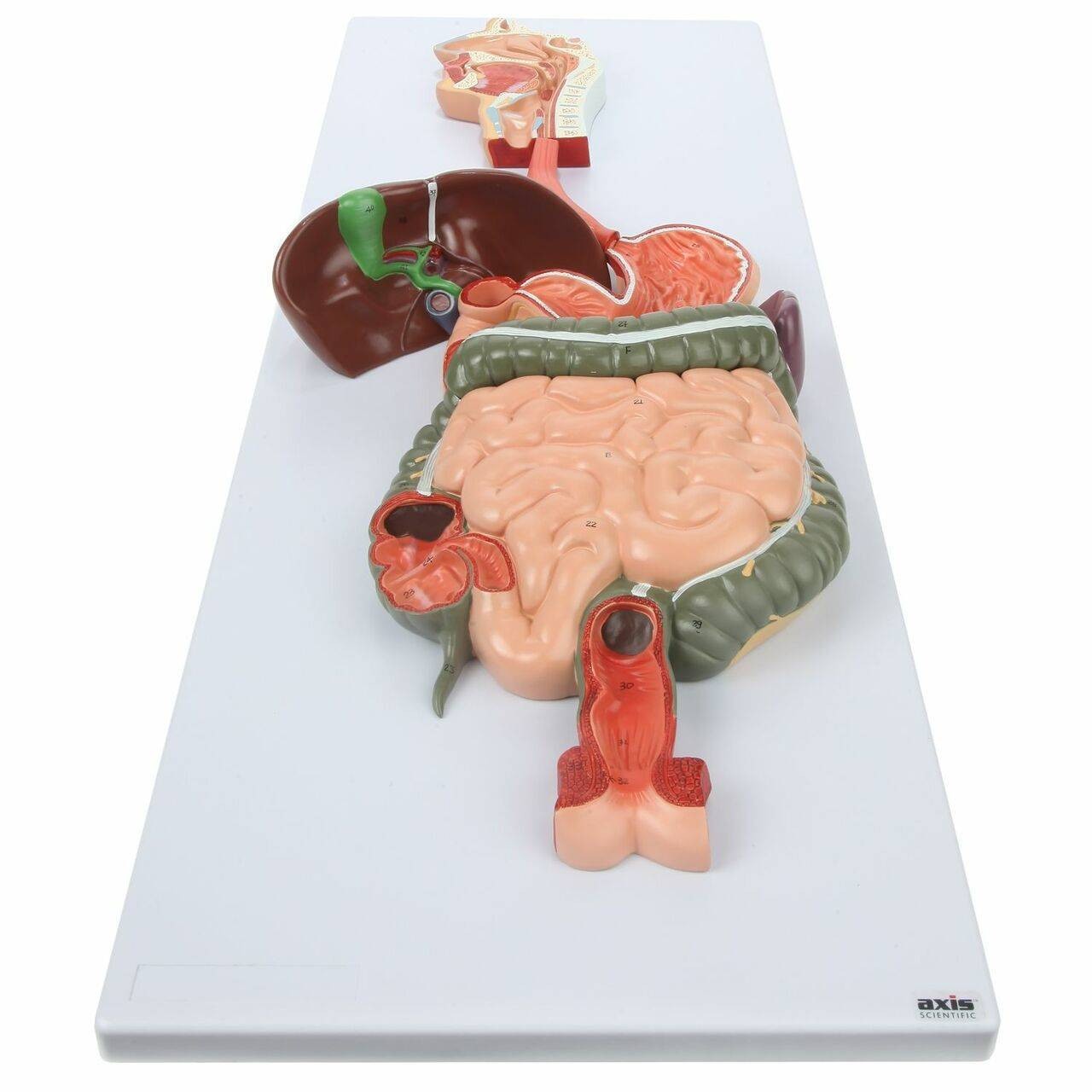 Axis Scientific Human Digestive System