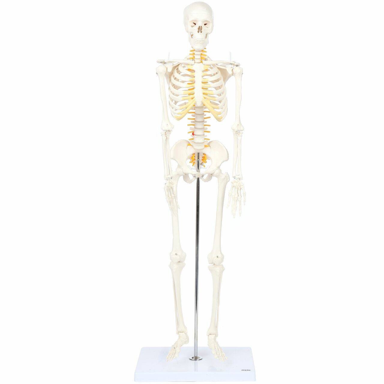 Axis Scientific Miniature Skeleton with Flexible Spine