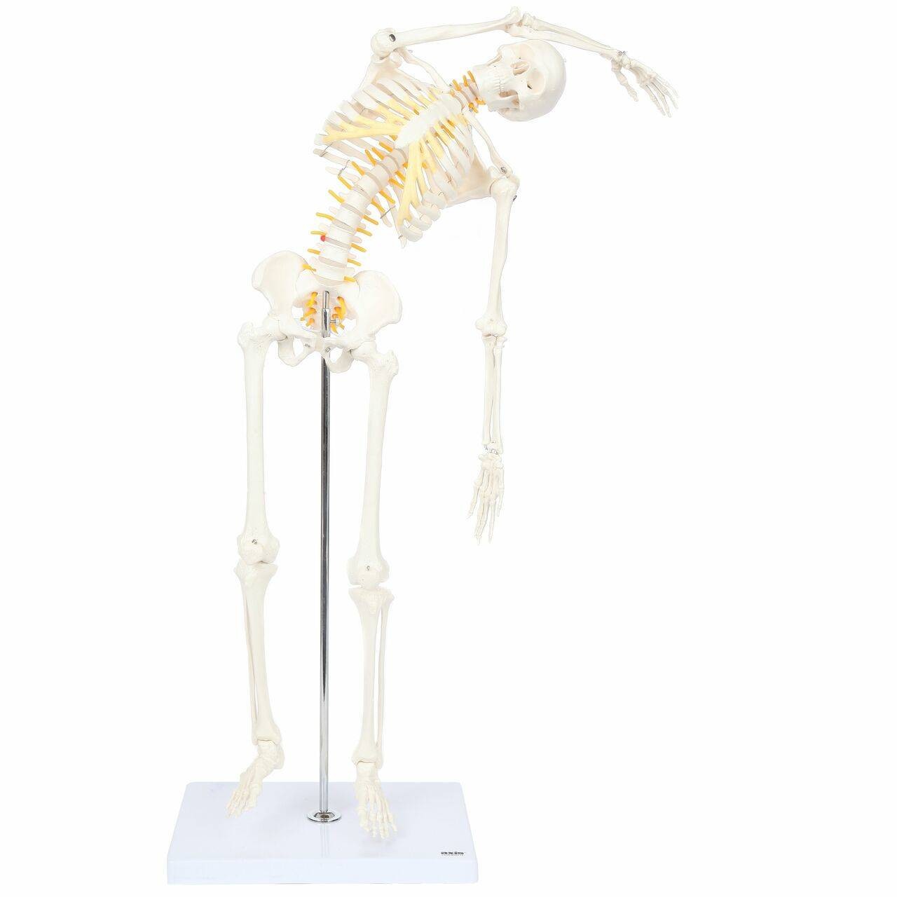 Axis Scientific Miniature Skeleton with Flexible Spine