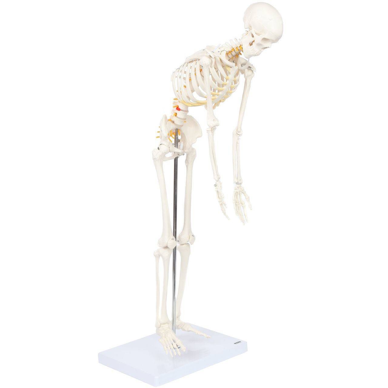 Axis Scientific Miniature Skeleton with Flexible Spine