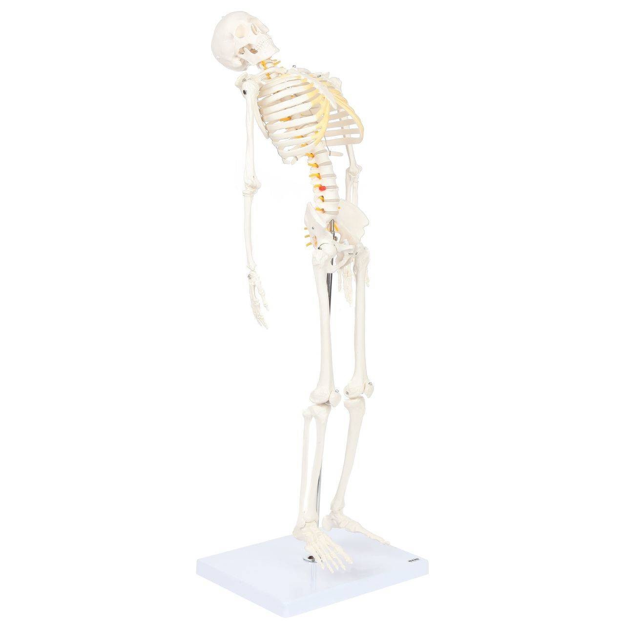 Axis Scientific Miniature Skeleton with Flexible Spine