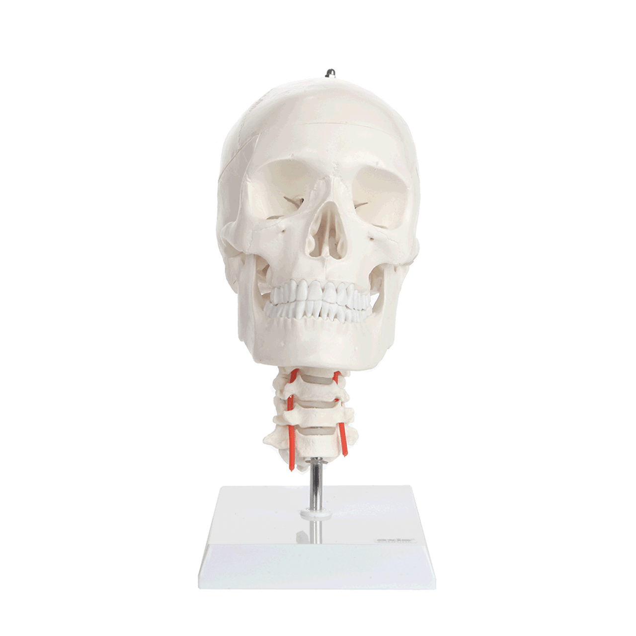 Axis Scientific Human Skull Model with Flexible Neck
