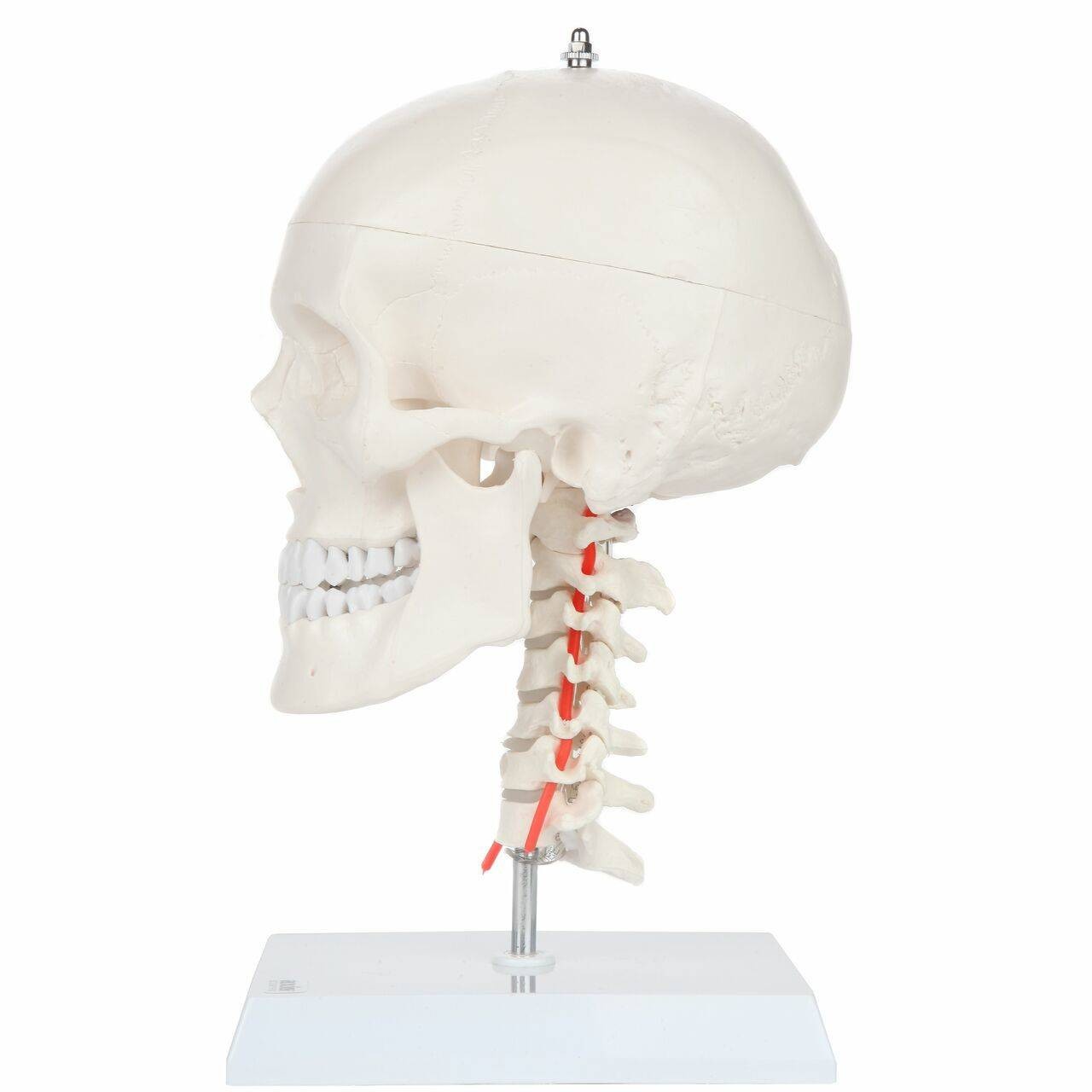 Axis Scientific Human Skull Model with Flexible Neck