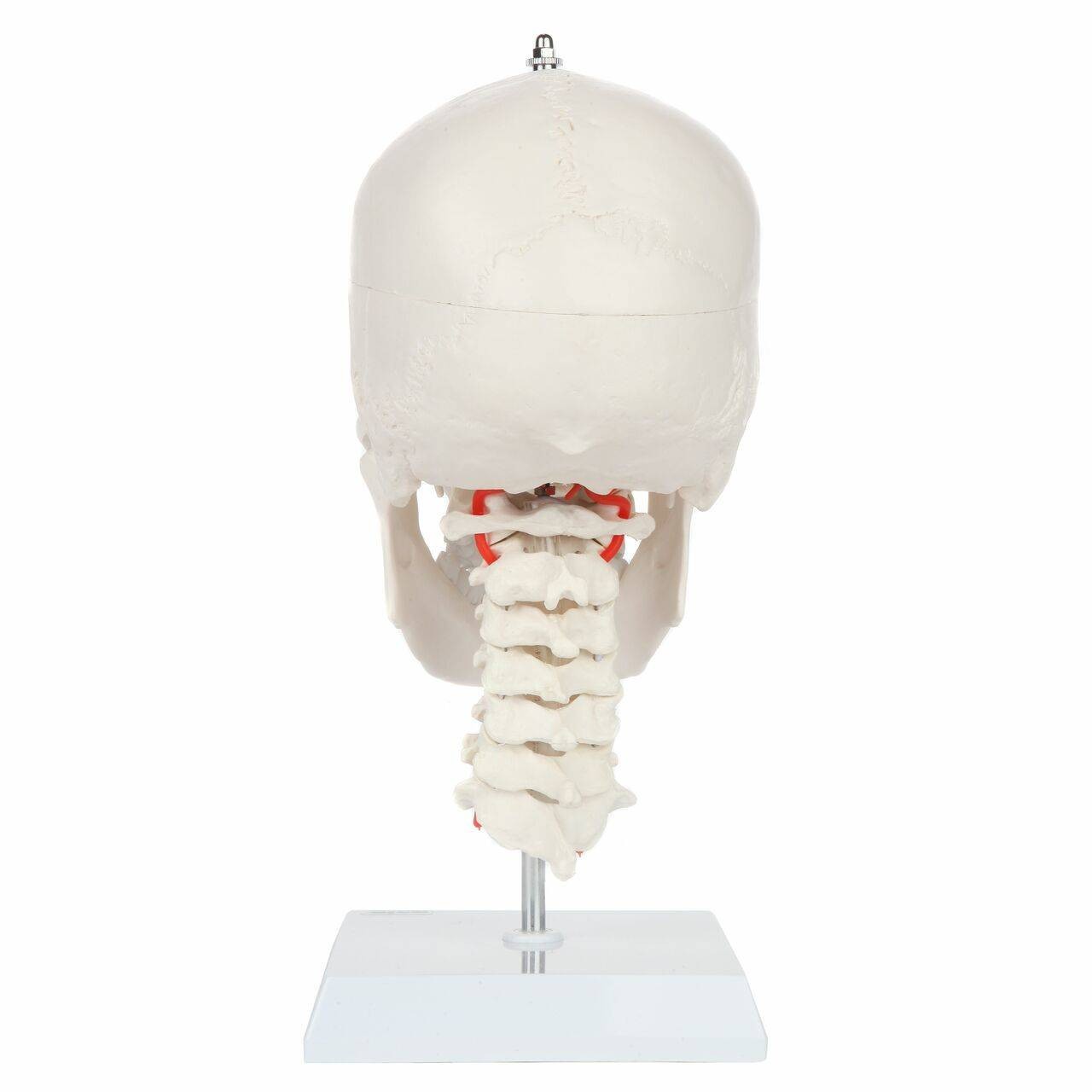 Axis Scientific Human Skull Model with Flexible Neck
