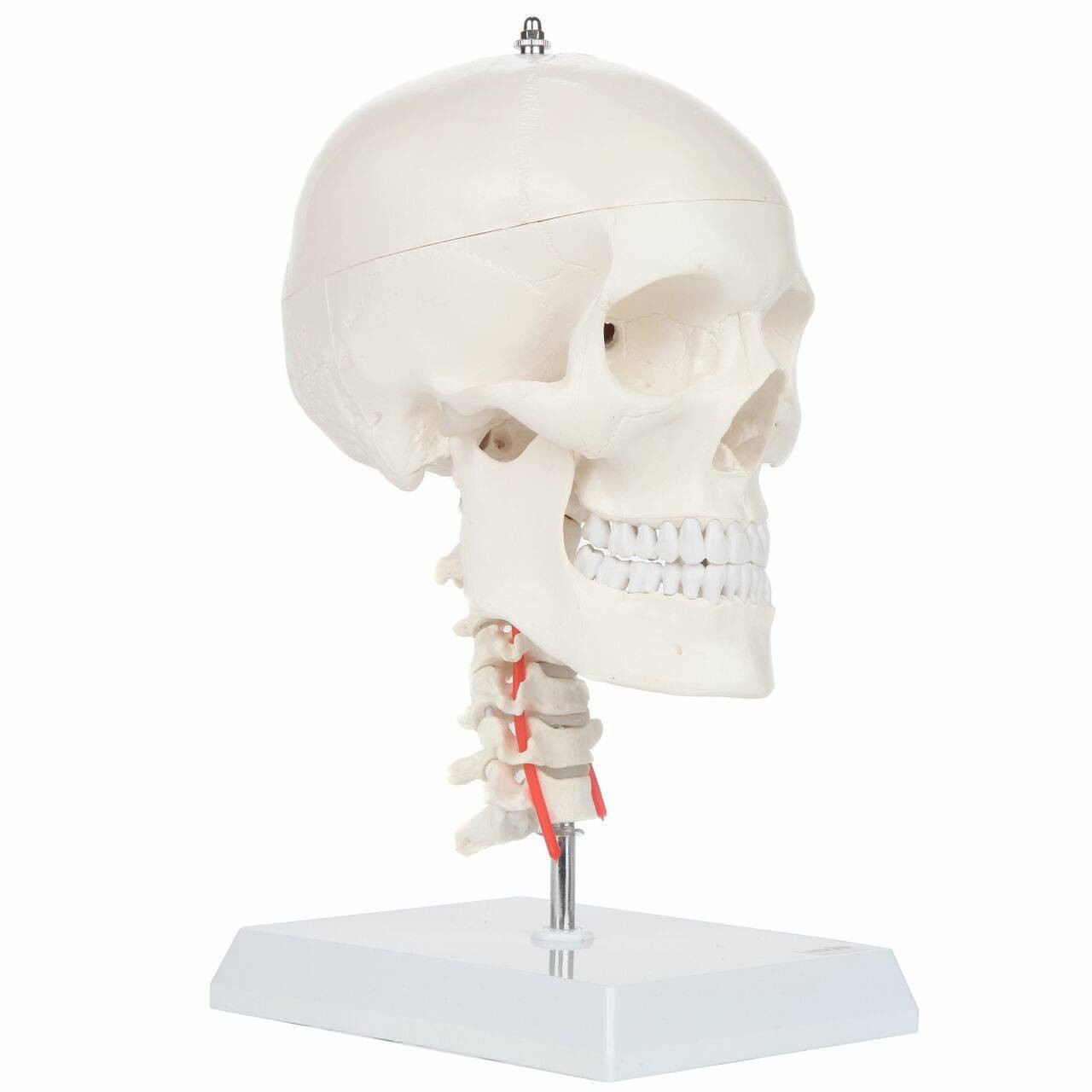 Axis Scientific Human Skull Model with Flexible Neck