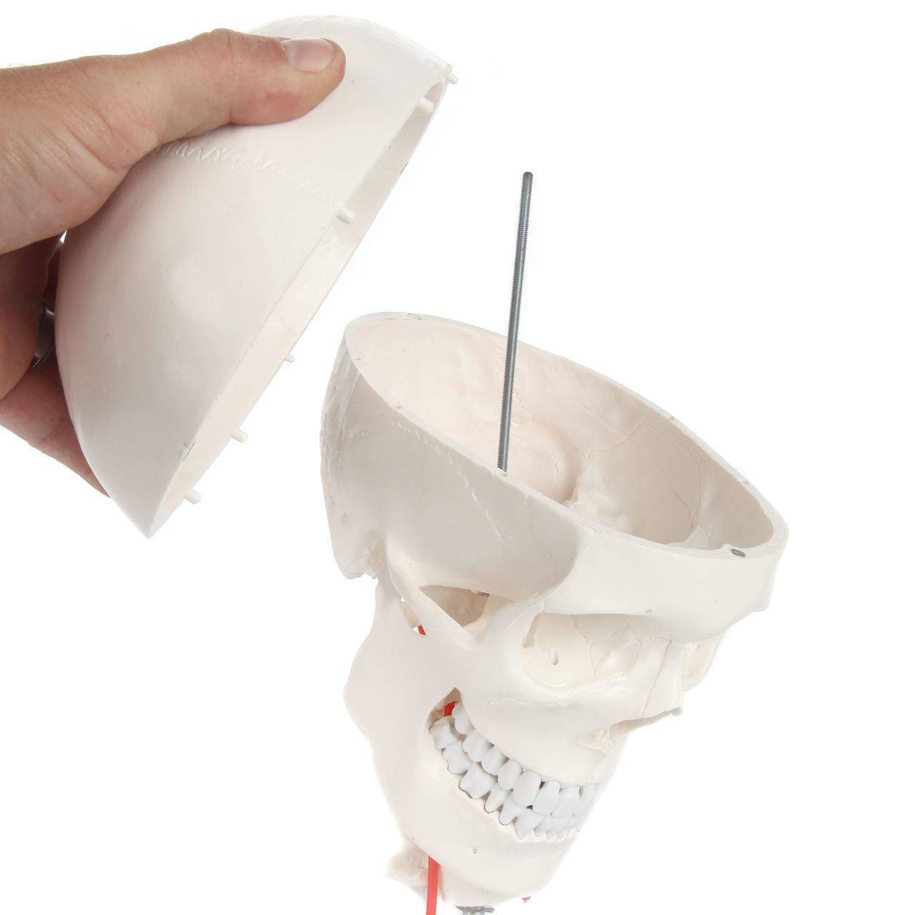 Axis Scientific Human Skull Model with Flexible Neck