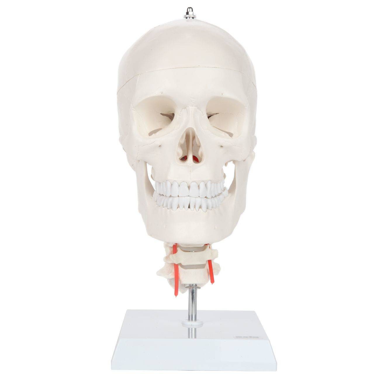 Axis Scientific Human Skull Model with Flexible Neck | Anatomy