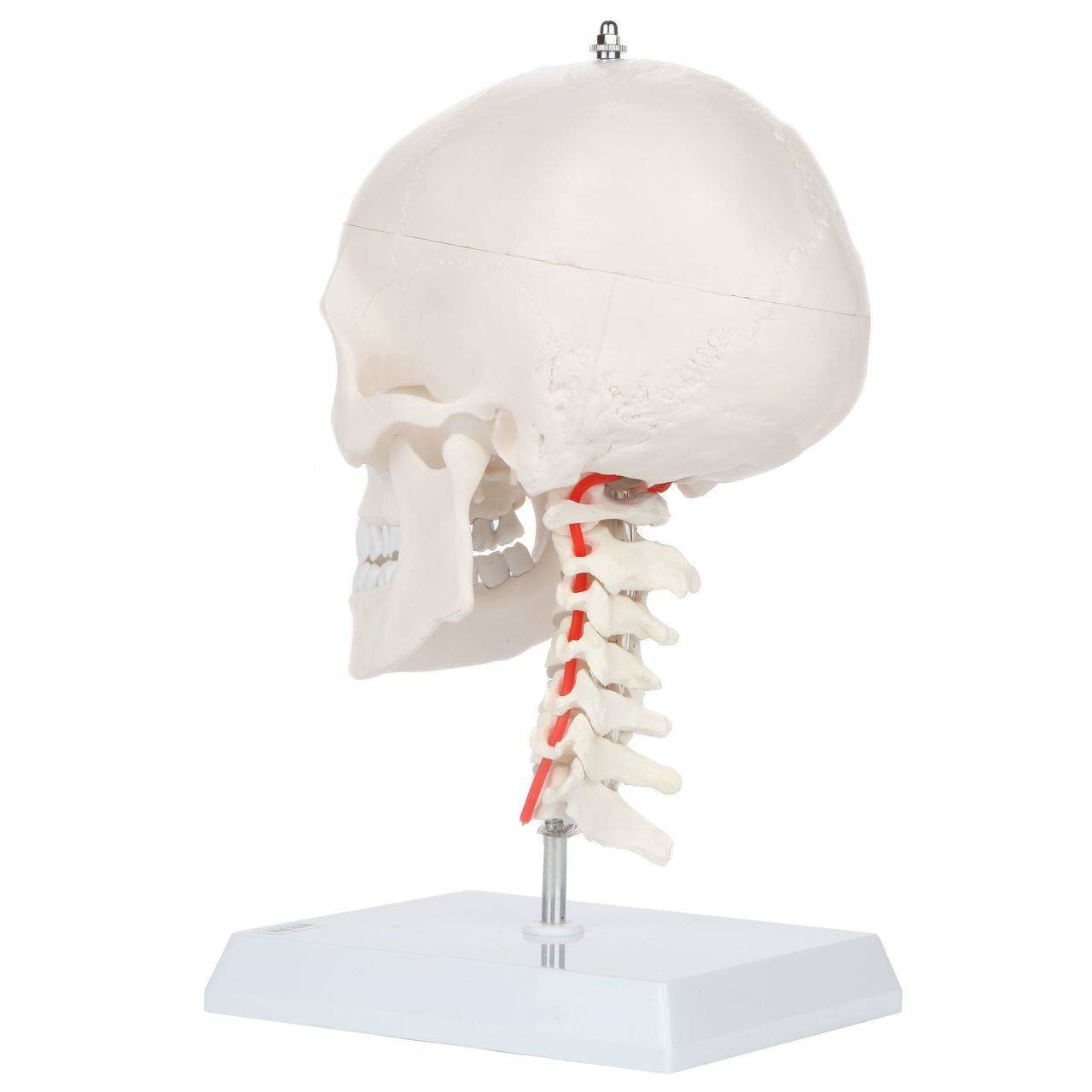 Axis Scientific Human Skull Model with Flexible Neck