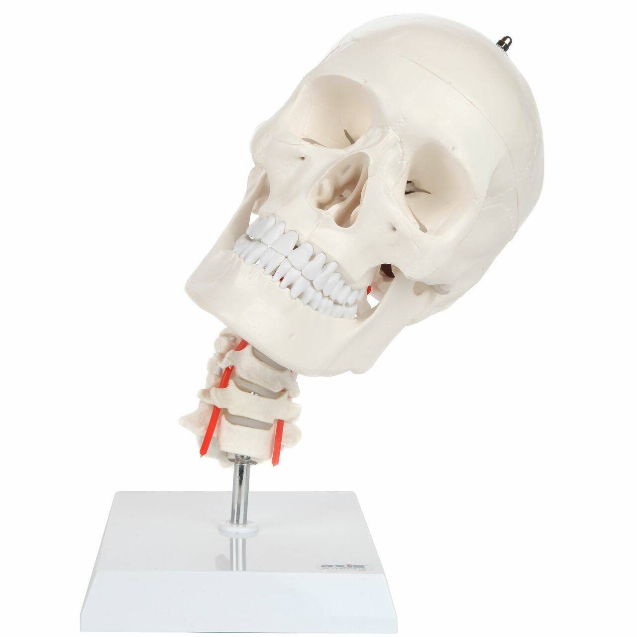 Axis Scientific Human Skull Model with Flexible Neck