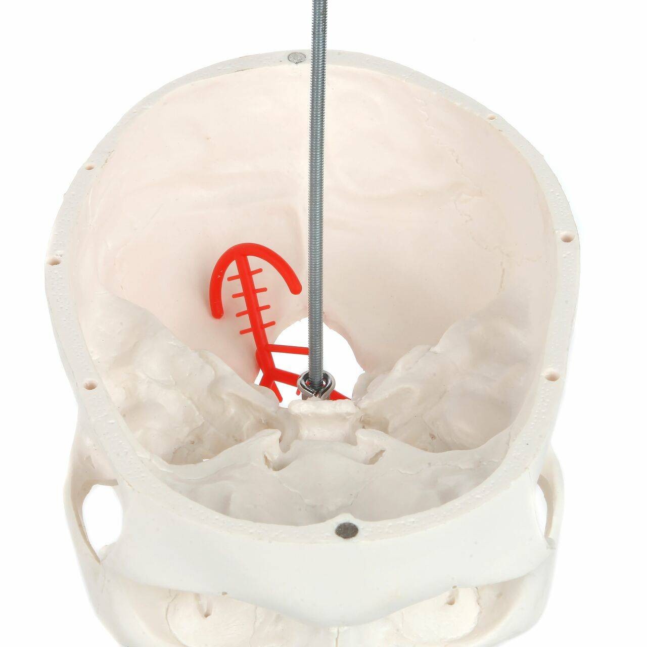 Axis Scientific Human Skull Model with Flexible Neck