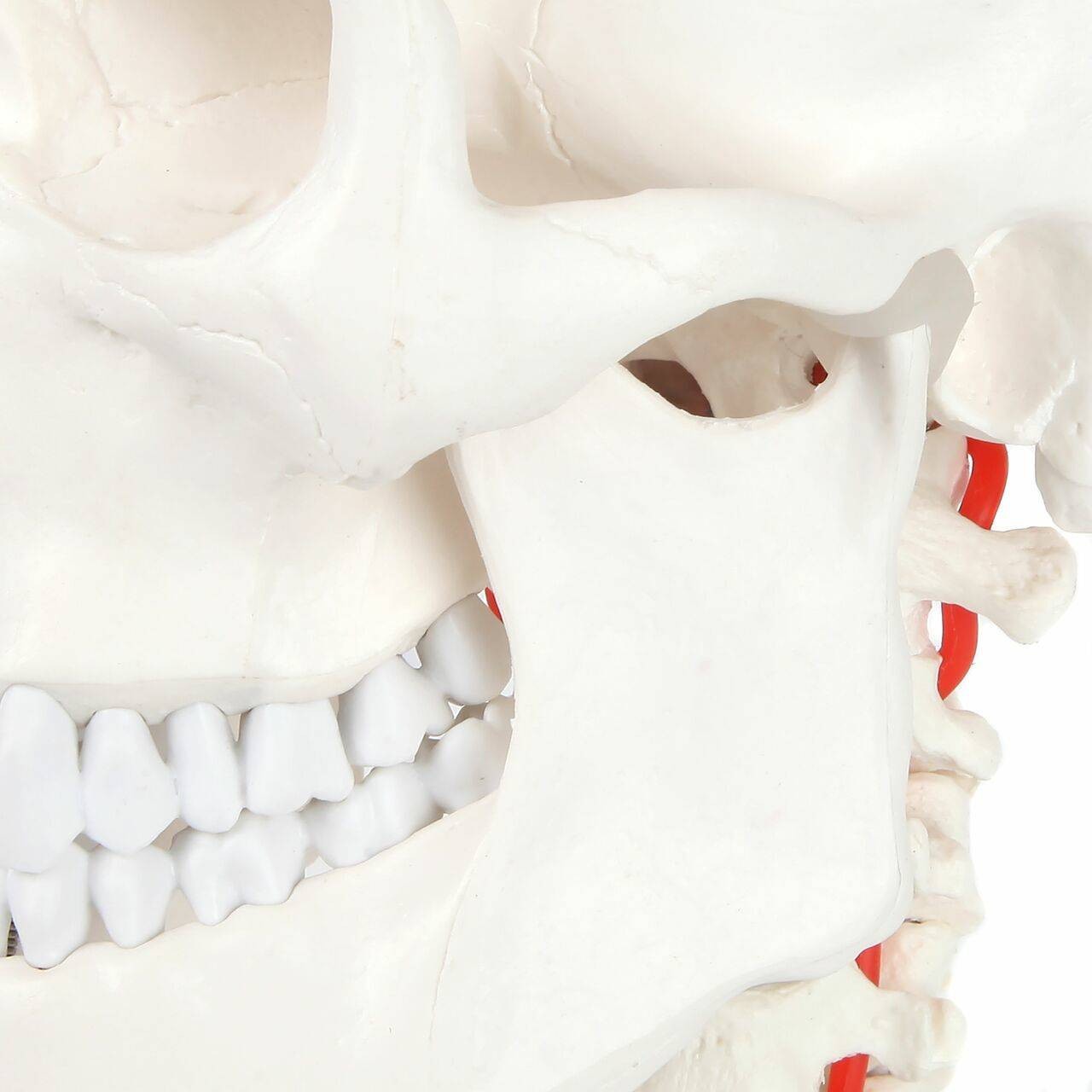 Axis Scientific Human Skull Model with Flexible Neck | Anatomy