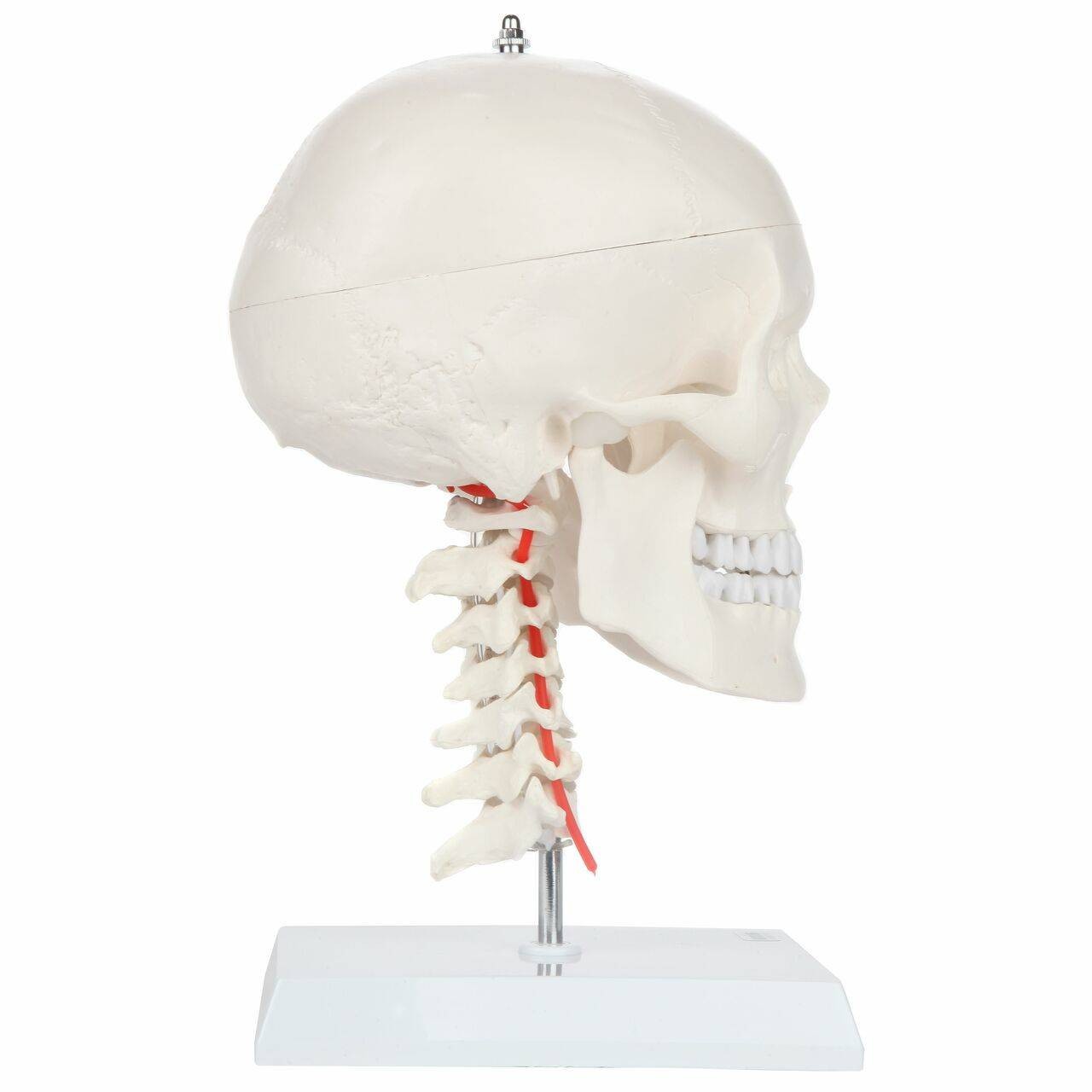 Axis Scientific Human Skull Model with Flexible Neck | Anatomy
