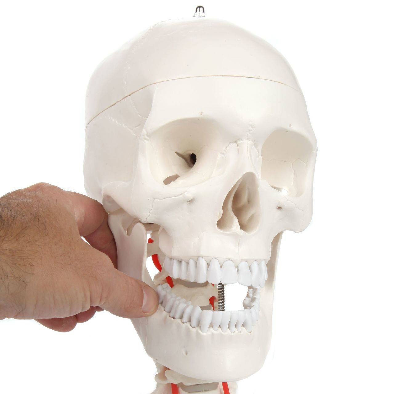 Axis Scientific Human Skull Model with Flexible Neck