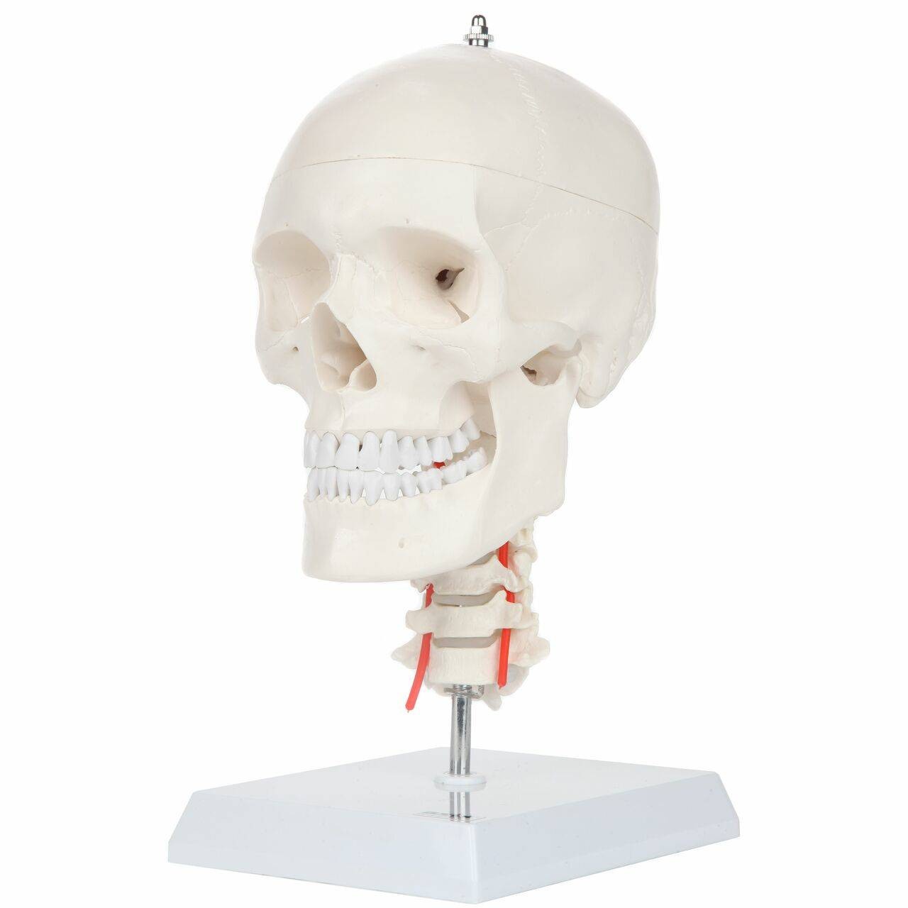 Axis Scientific Human Skull Model with Flexible Neck | Anatomy
