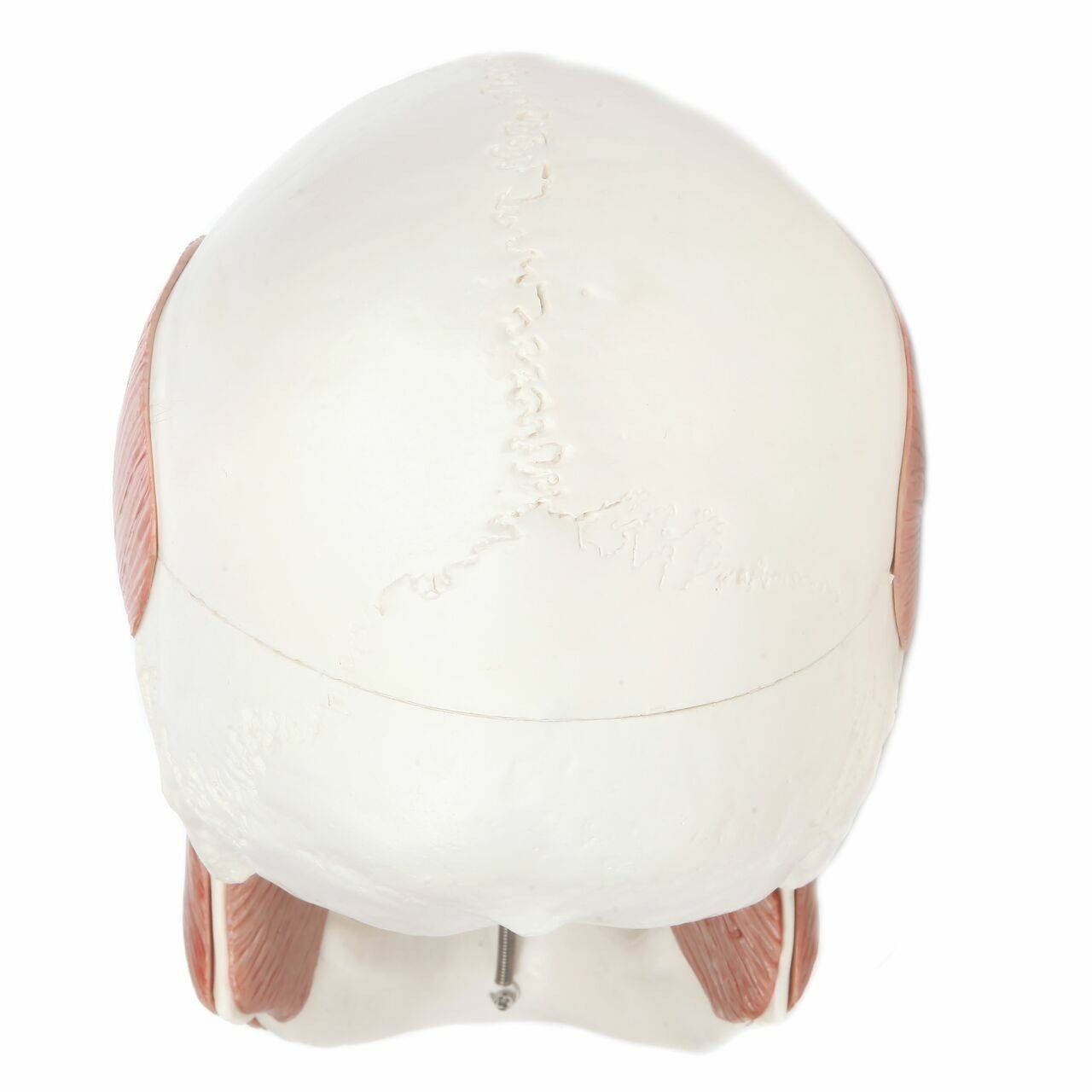 Axis Scientific Life-Size Human Skull with Masticatory Muscles Anatomy Model Back View