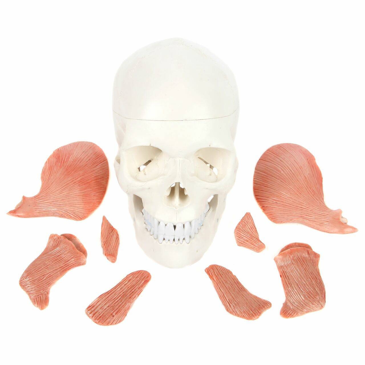 Axis Scientific Life-Size Human Skull with Masticatory Muscles Anatomy Model Parts of Muscles Being Detached from the Skull