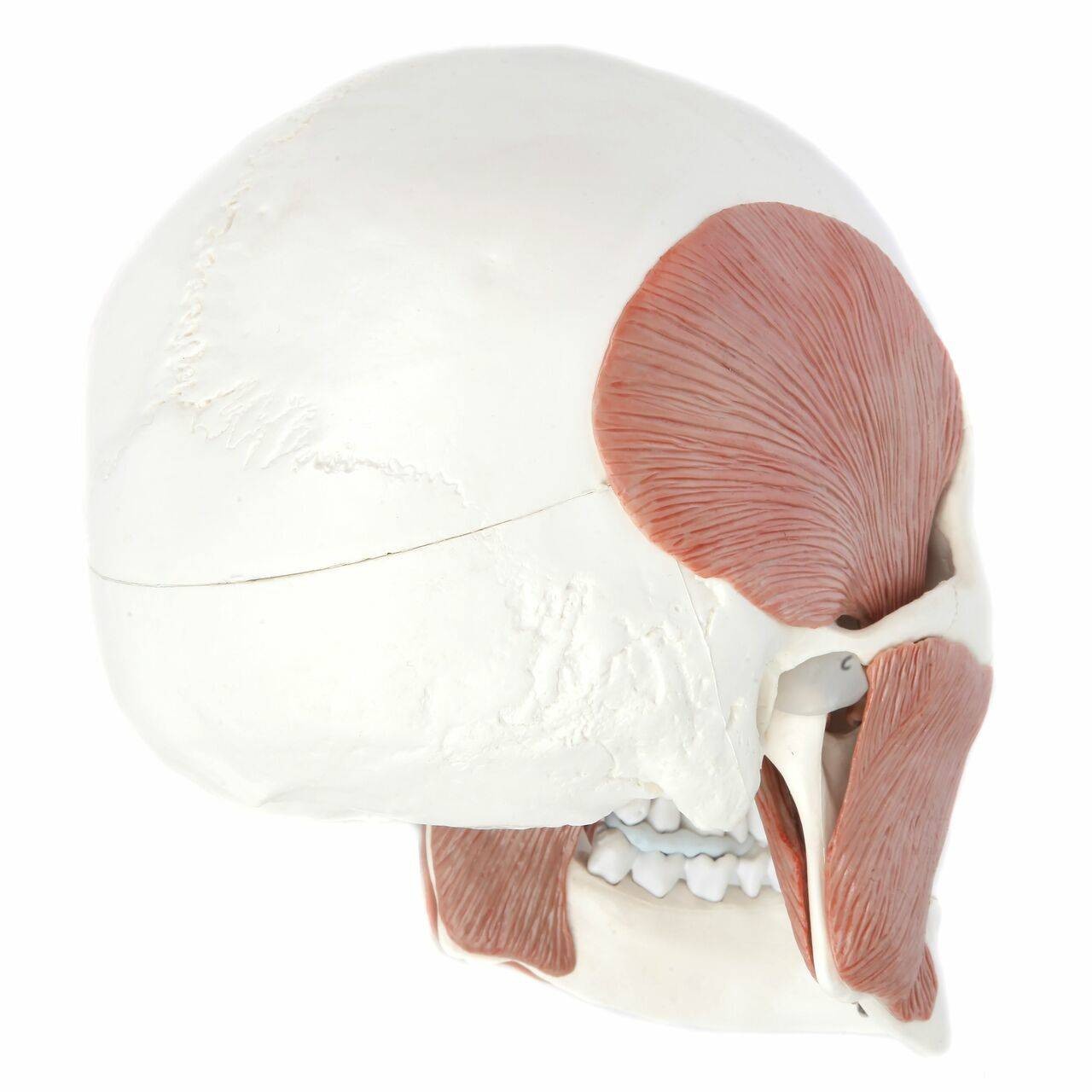 Axis Scientific Life-Size Human Skull with Masticatory Muscles Anatomy Model Back Left View