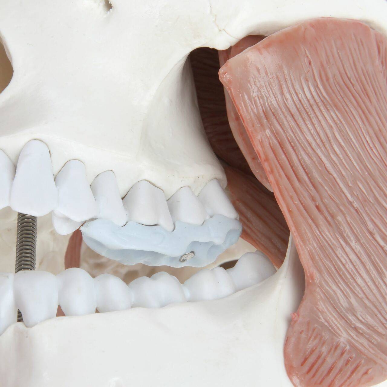 Axis Scientific Life-Size Human Skull with Masticatory Muscles Anatomy Model Close Up of Masticatory Muscle