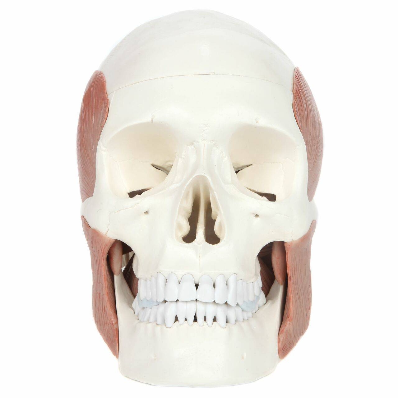 Axis Scientific Life-Size Human Skull with Masticatory Muscles Anatomy Model Front View