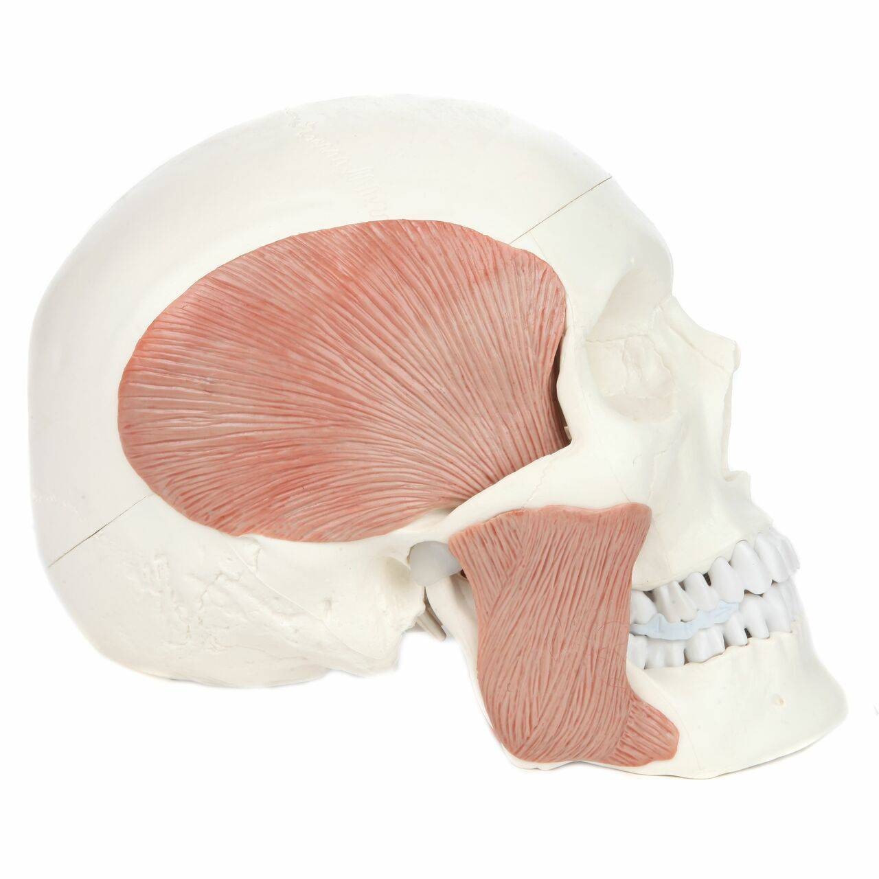 Axis Scientific Life-Size Human Skull with Masticatory Muscles Anatomy Model Right View