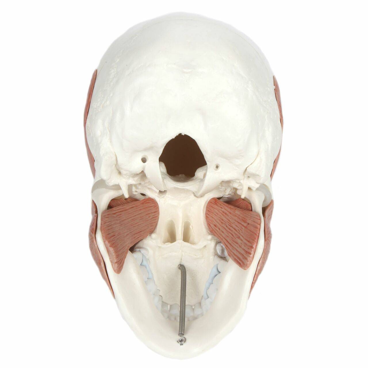 Axis Scientific Life-Size Human Skull with Masticatory Muscles Anatomy Model Bottom View