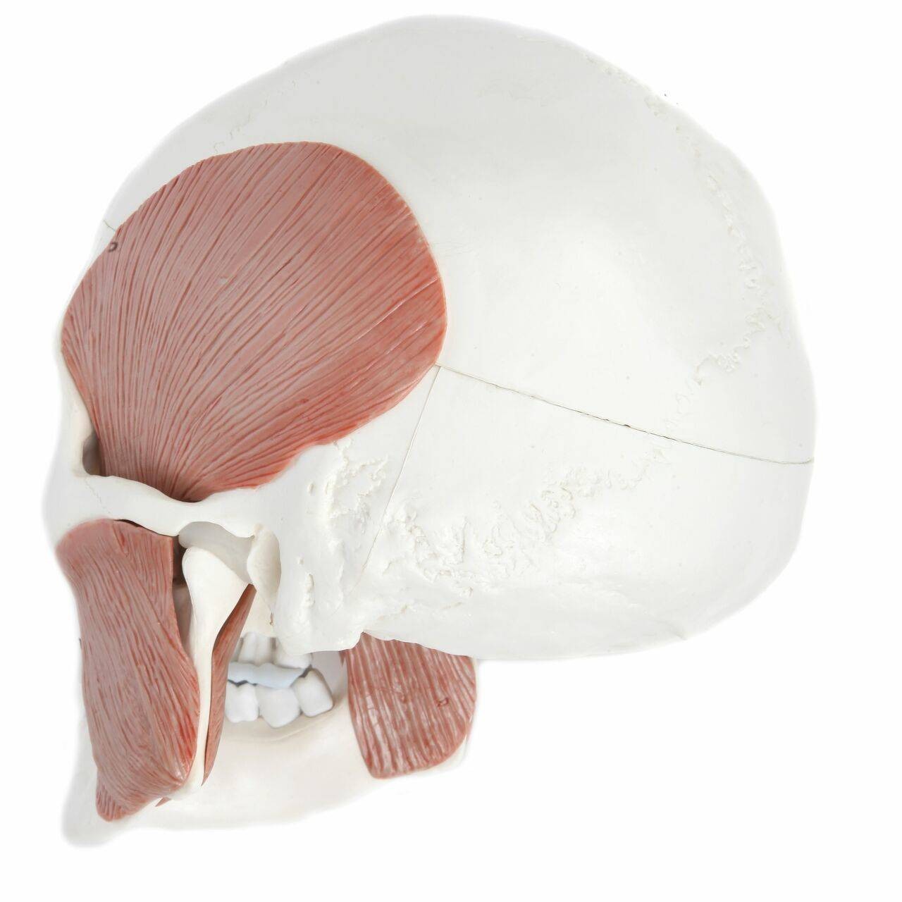 Axis Scientific Life-Size Human Skull with Masticatory Muscles Anatomy Model Back Left View
