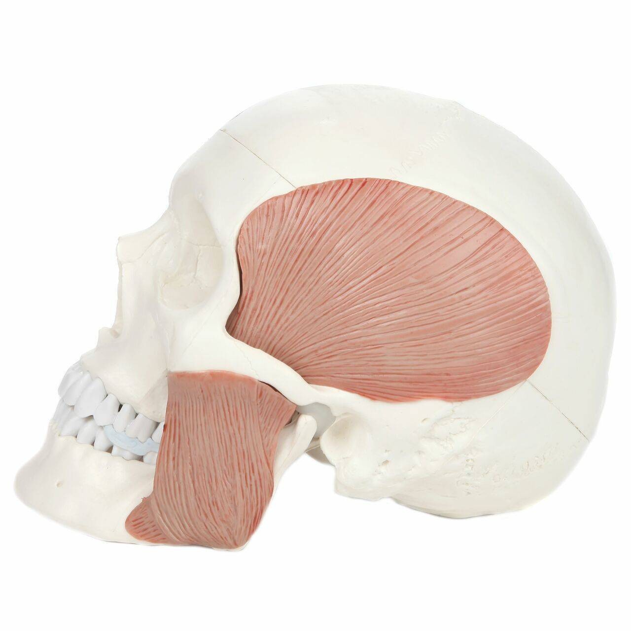 Axis Scientific Life-Size Human Skull with Masticatory Muscles Anatomy Model Left View