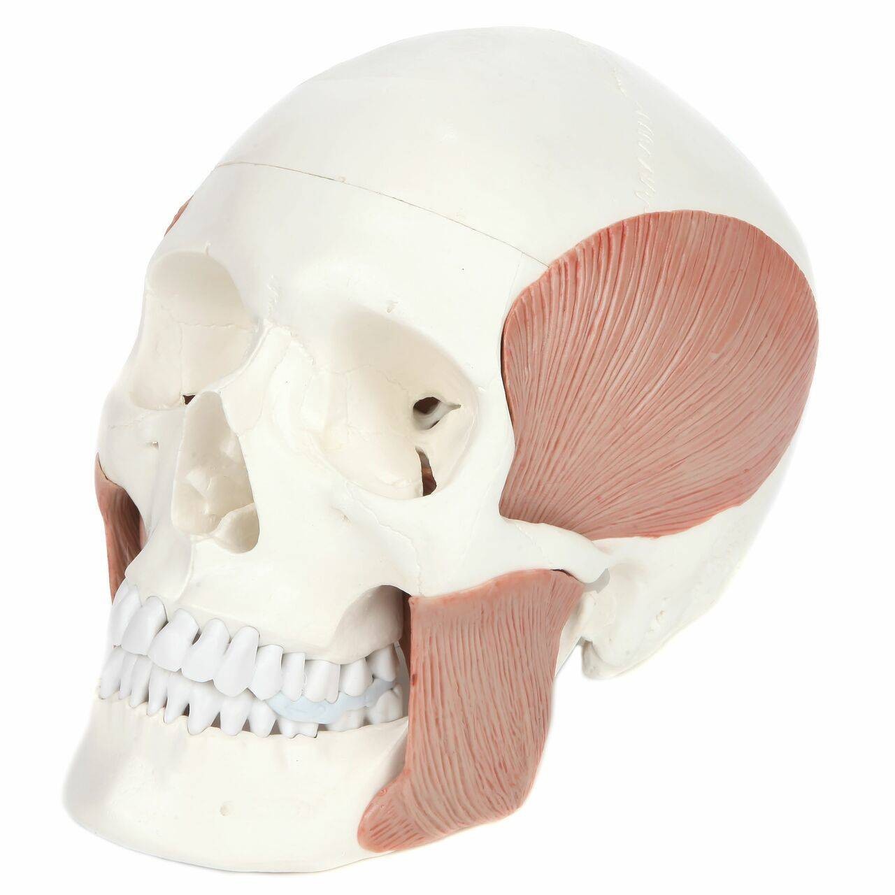 Axis Scientific Life-Size Human Skull with Masticatory Muscles Anatomy Model Front Left View