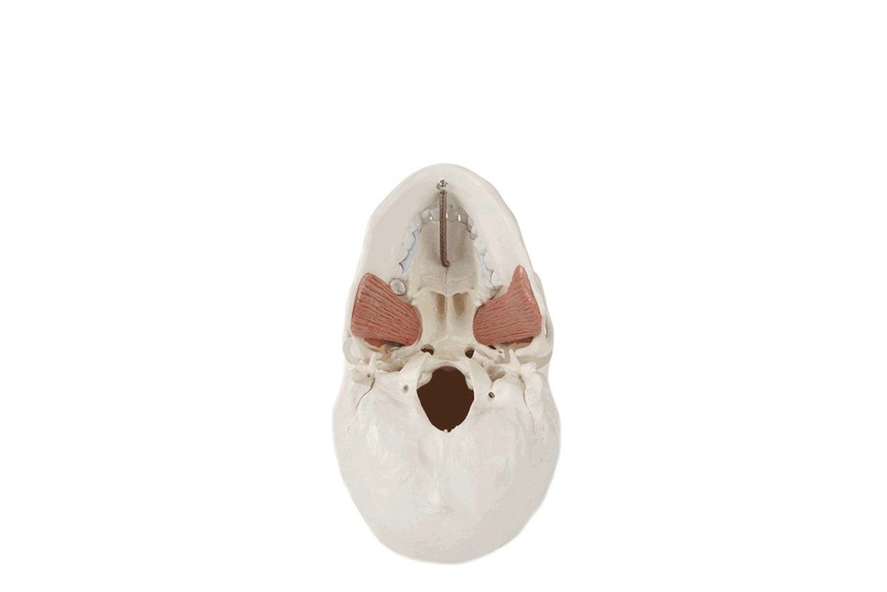 Axis Scientific Life-Size Human Skull with Masticatory Muscles Anatomy Model Animated View of Each Part Being Removed