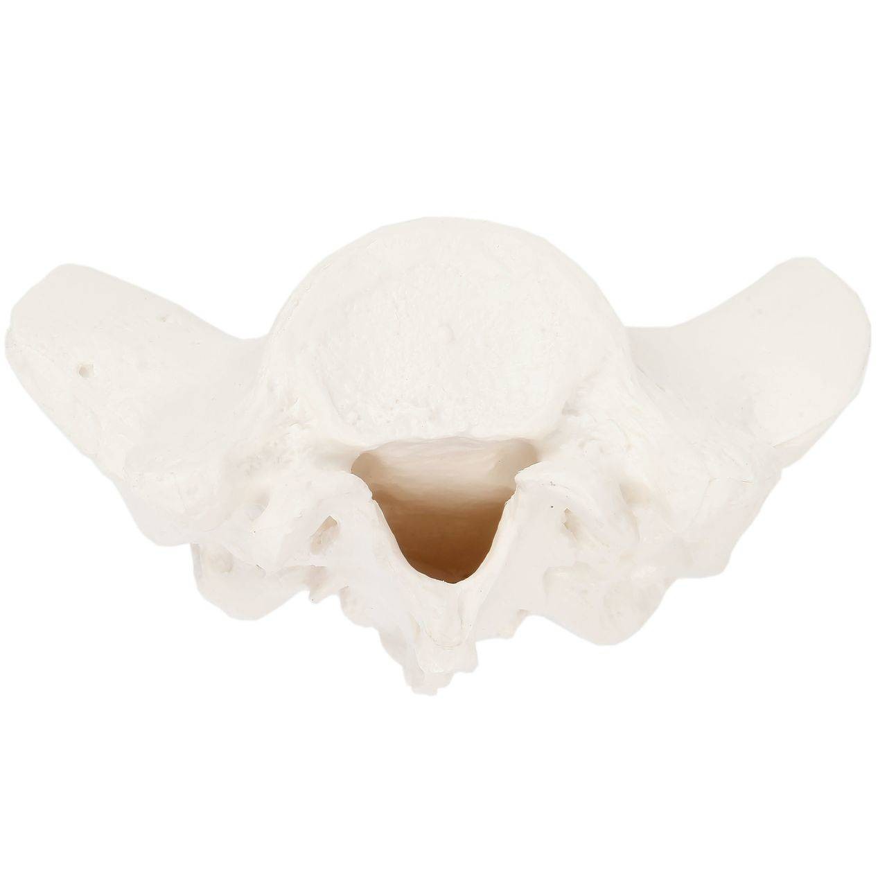 Axis Scientific Sacrum