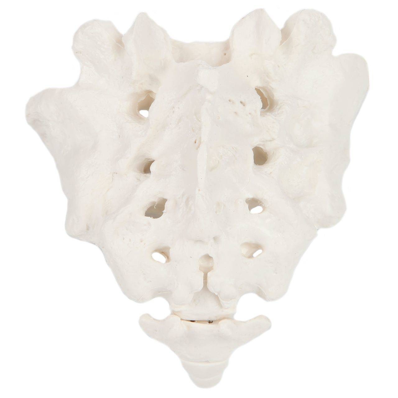 Axis Scientific Sacrum