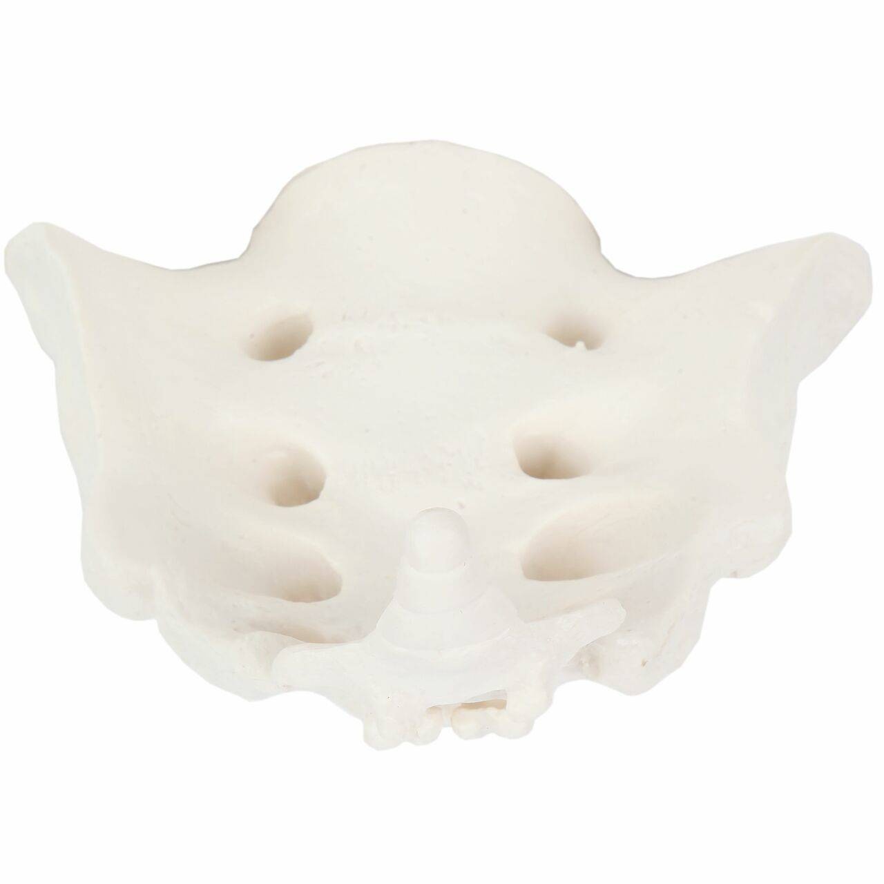 Axis Scientific Sacrum